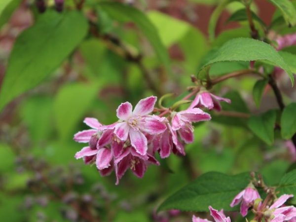Deutzia x hybrida 'Strawberry Fields'-0