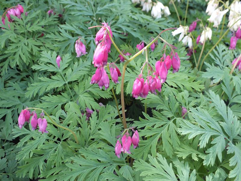 Dicentra formosa 'Bacchanal'-4362