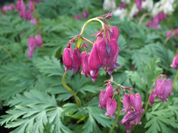 Dicentra formosa 'Bacchanal'-0