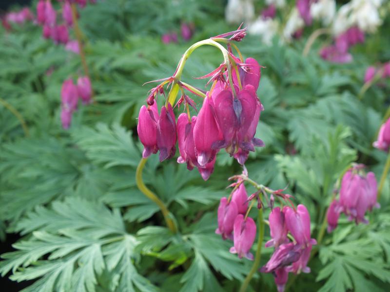 Dicentra formosa 'Bacchanal'-0