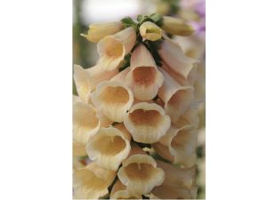 Digitalis purpurea 'Dalmatian Peach'-0