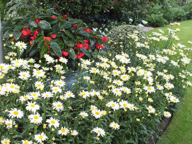 Leucanthemum x superbum 'Broadway Lights'-0