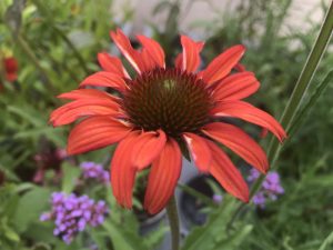 Echinacea 'Tomato Soup'-0