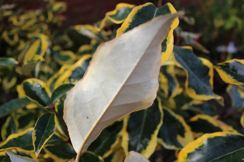 Elaeagnus x ebbingei 'Gilt Edge'-7436