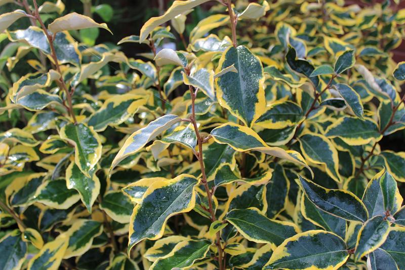 Elaeagnus x ebbingei 'Gilt Edge'-7435