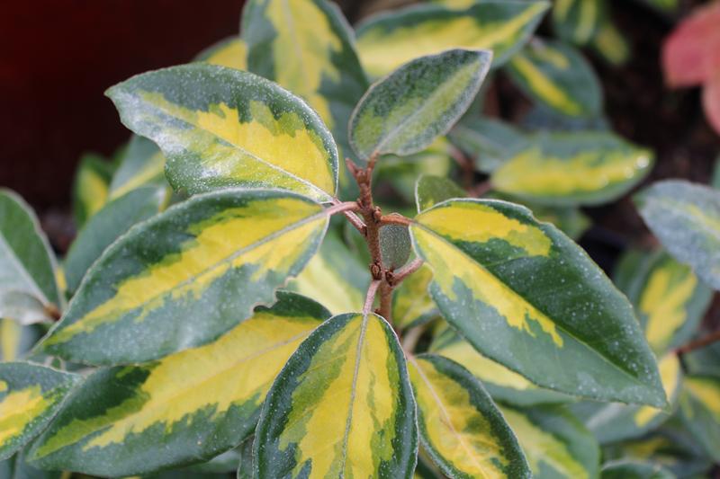 Elaeagnus x ebbingei 'Limelight'-7438