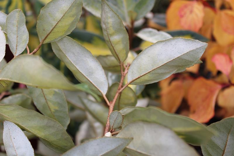 Elaeagnus x ebbingei 'Limelight'-7437