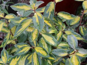 Elaeagnus x ebbingei 'Limelight'-0