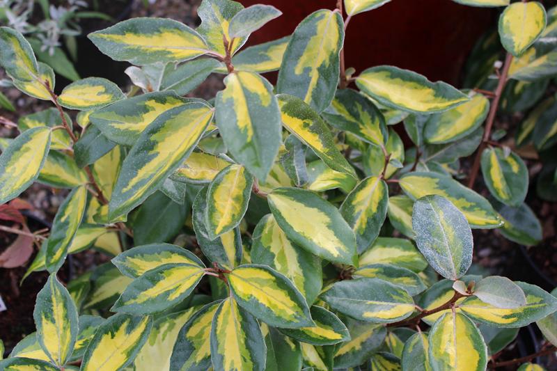 Elaeagnus x ebbingei 'Limelight'-0