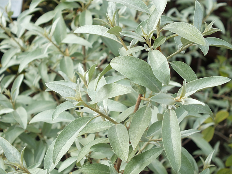Elaeagnus angustifolia 'Quicksilver'-0