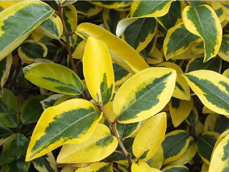 Elaeagnus x ebbingei 'Gilt Edge'-0