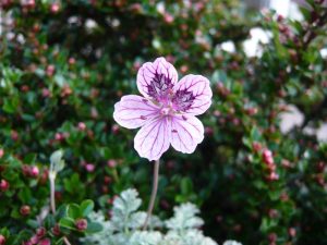 Erodium x kolbianum 'Natasha'-0