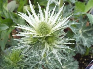Eryngium x zabelii 'Big Blue'-0