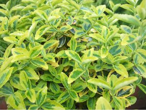 Euonymus fortunei 'Emerald 'n' Gold'-0