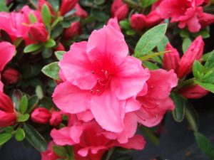 Rhododendron 'Chipmunk'-0