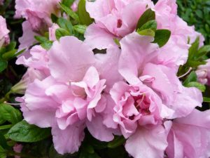 Rhododendron 'Betty Anne Voss'-0