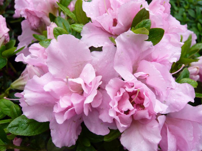 Rhododendron 'Betty Anne Voss'-0