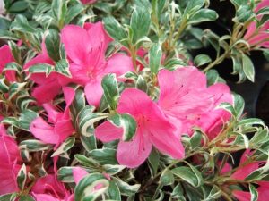 Rhododendron 'Salmon's Leap'-0