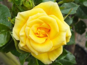 Rosa Flower Power Gold 'Fryneon' (Patio Standard)-0