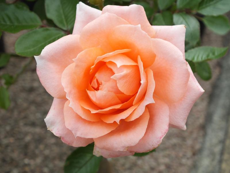 Rosa Flower Power ('Frycassia')-4416