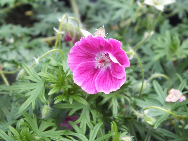 Geranium sanguineum 'Elke'-0