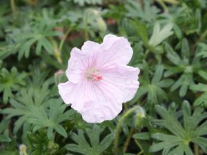 Geranium sanguineum var. striatum -0