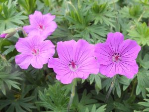 Geranium 'Tiny Monster'-0