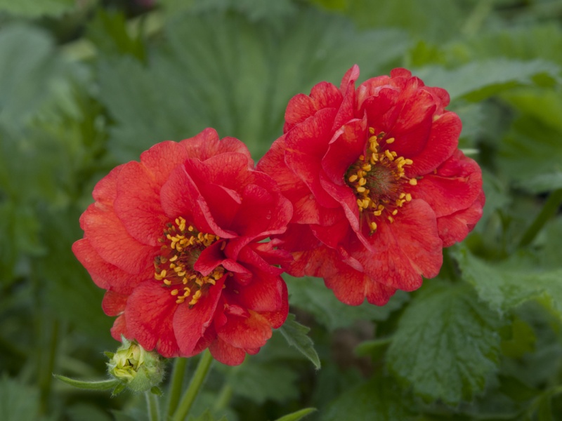 Geum 'Blazing Sunset'-0