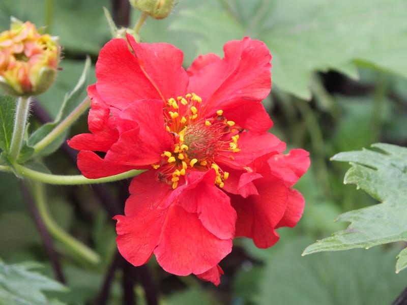 Geum 'Blazing Sunset'-4960