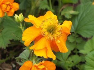Geum 'Fire Storm'-0