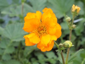Geum 'Fireball'-0