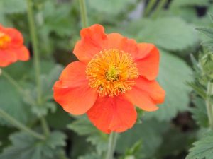 Geum 'Nordek'-0