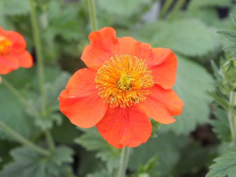 Geum 'Nordek'-0
