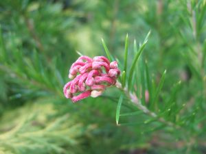 Grevillea rosmarinifolia 'Canberra Gem'-0