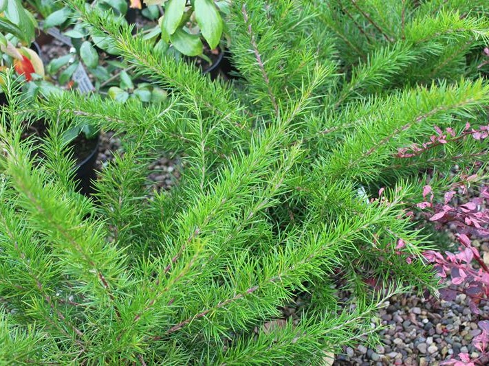 Grevillea rosmarinifolia 'Canberra Gem'-26418