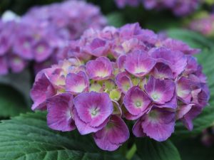 Hydrangea macrophylla 'Baron Pourpre’-0