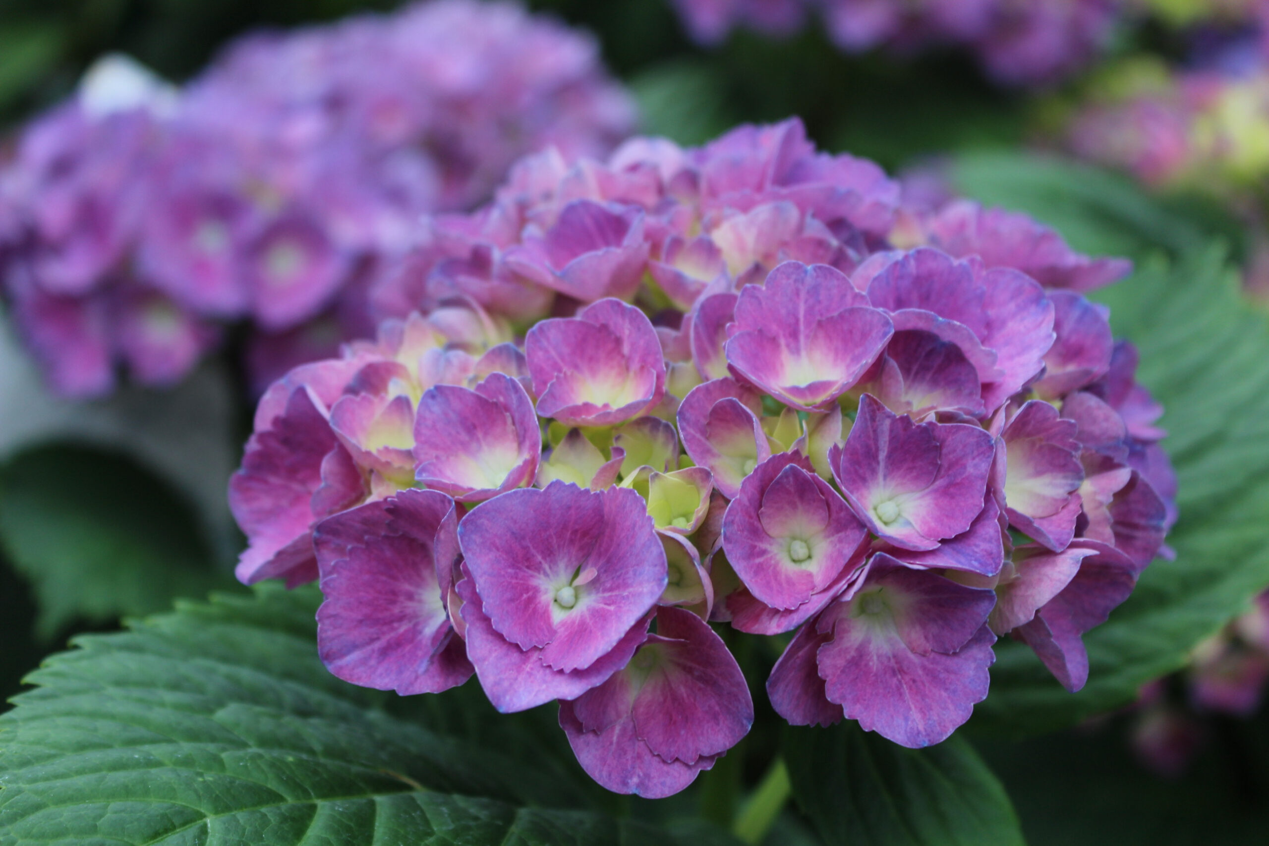 Hydrangea macrophylla 'Baron Pourpre’-0