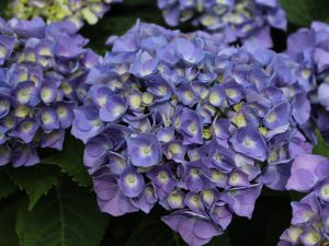 Hydrangea macrophylla 'Berlin' (supplied as blue)-0