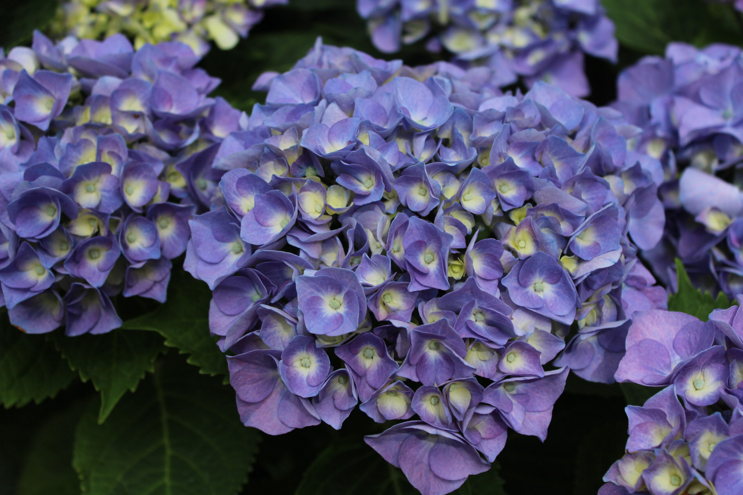 Hydrangea macrophylla 'Berlin' (supplied as blue)-0