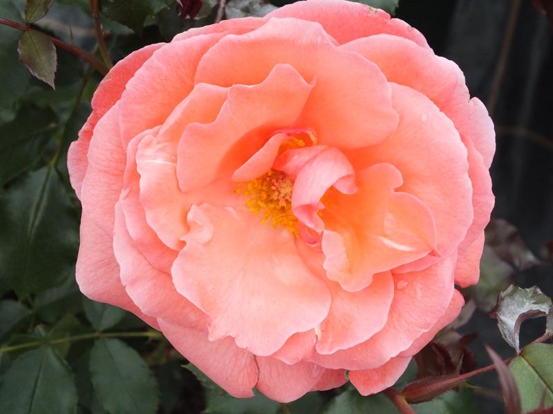 Rosa floribunda Happy Anniversary 'Bedfranc' (standard)-0