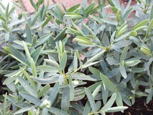 Hebe albicans 'Blue Star'-0