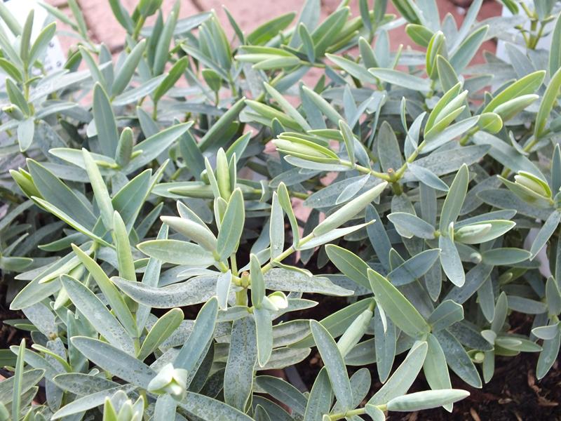 Hebe albicans 'Blue Star'-0
