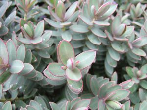 Hebe albicans 'Red Edge'-0