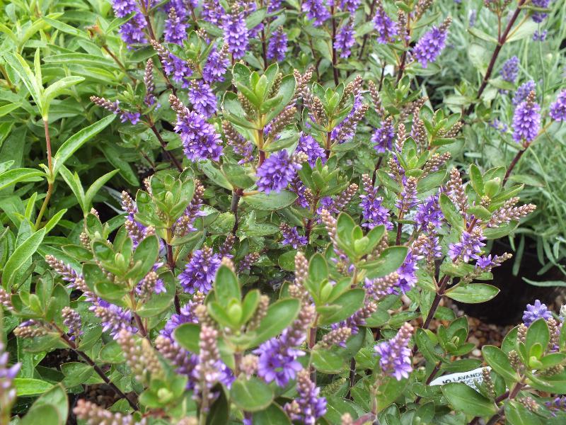 Hebe 'Purple Pixie'-0
