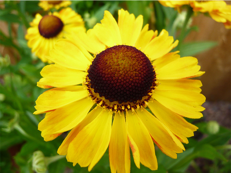 Helenium 'The Bishop'-4283