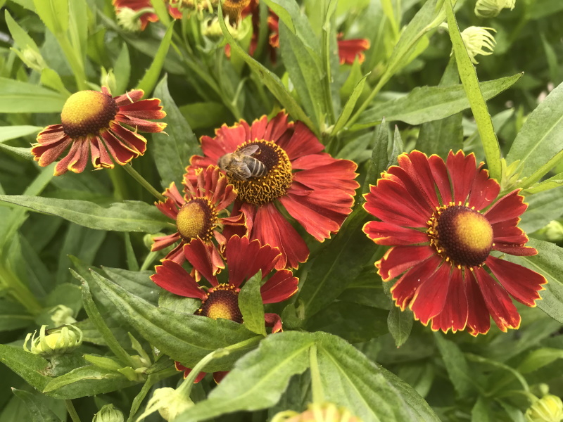 Helenium 'Potter's Wheel'-0