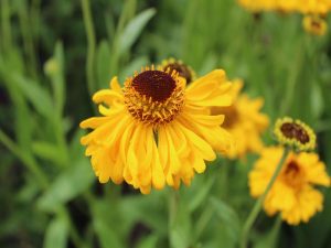 Helenium 'The Bishop'-0
