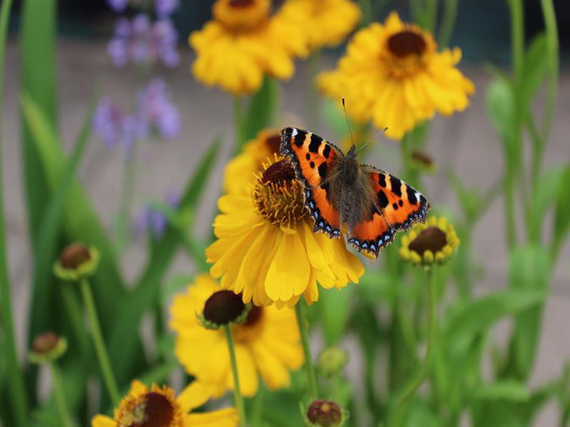 Helenium 'The Bishop'-9683