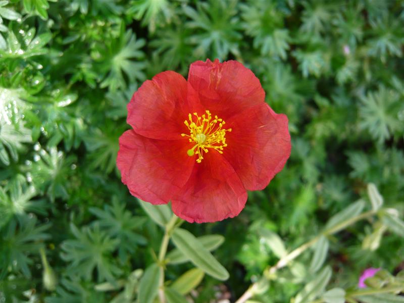 Helianthemum 'Firedragon'-0
