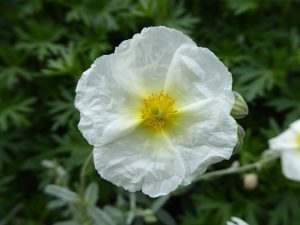 Helianthemum 'The Bride'-0